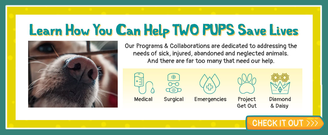 Learn How you can help Two Pups Save Lives